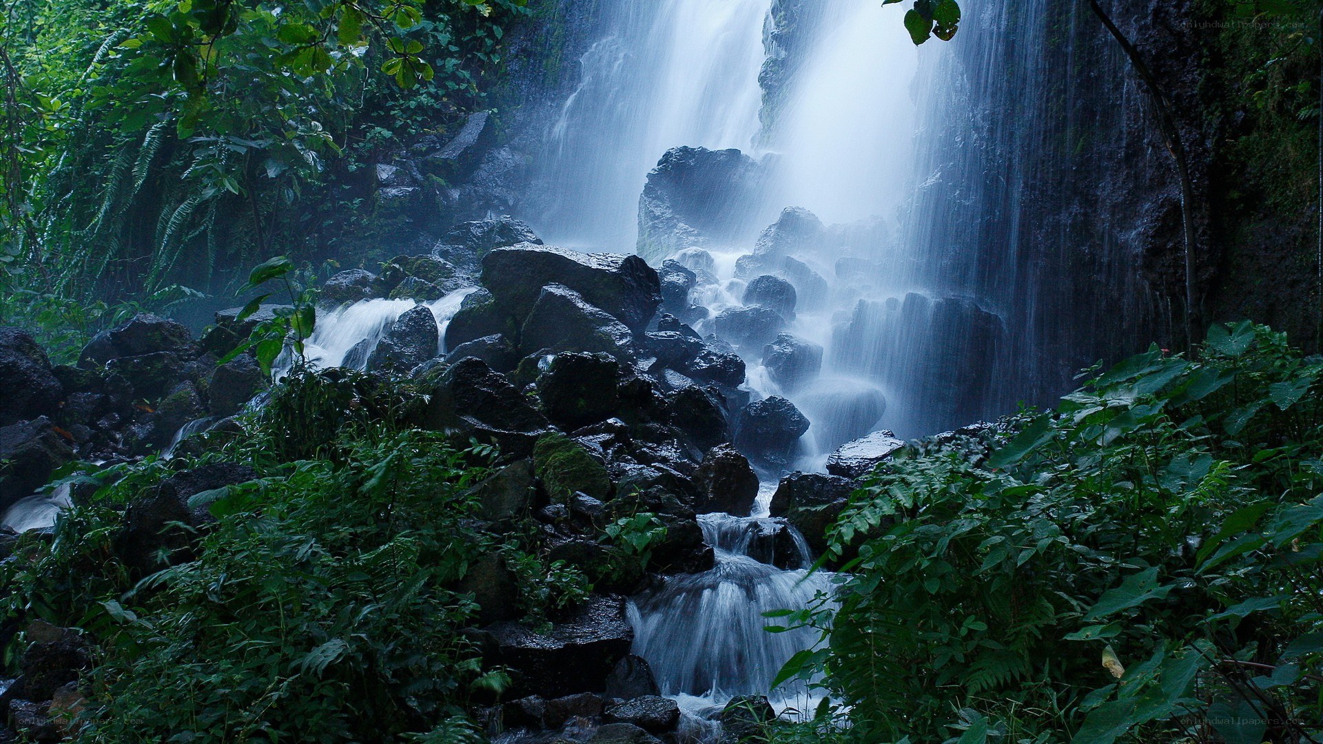 Waterfall in lush forest