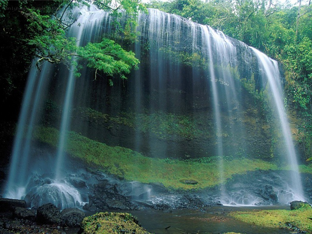 Waterfall in lush forest