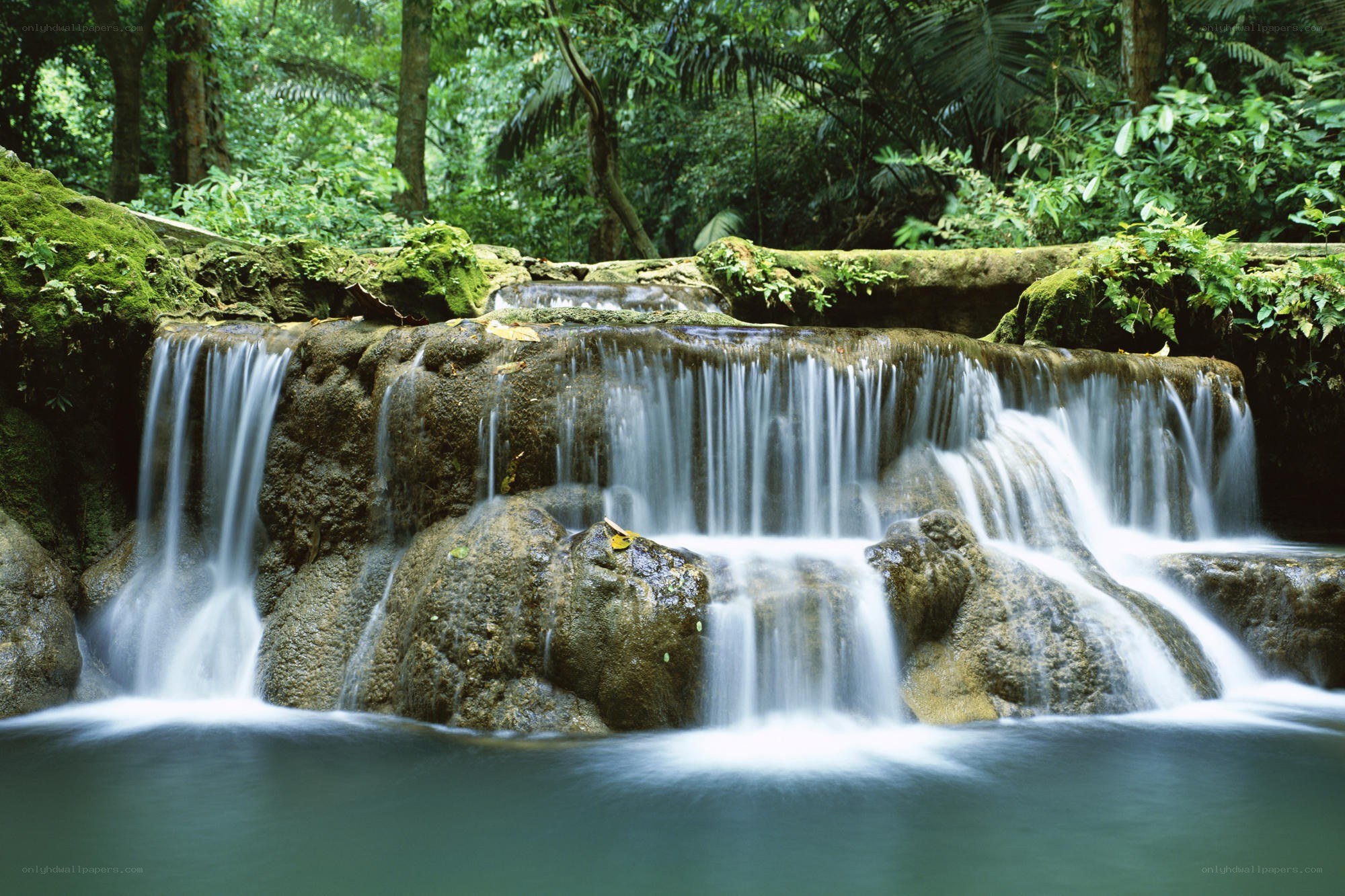 Waterfall in lush forest