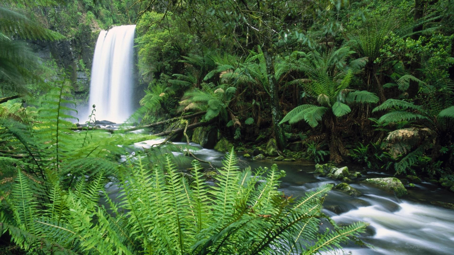 Waterfall in lush forest