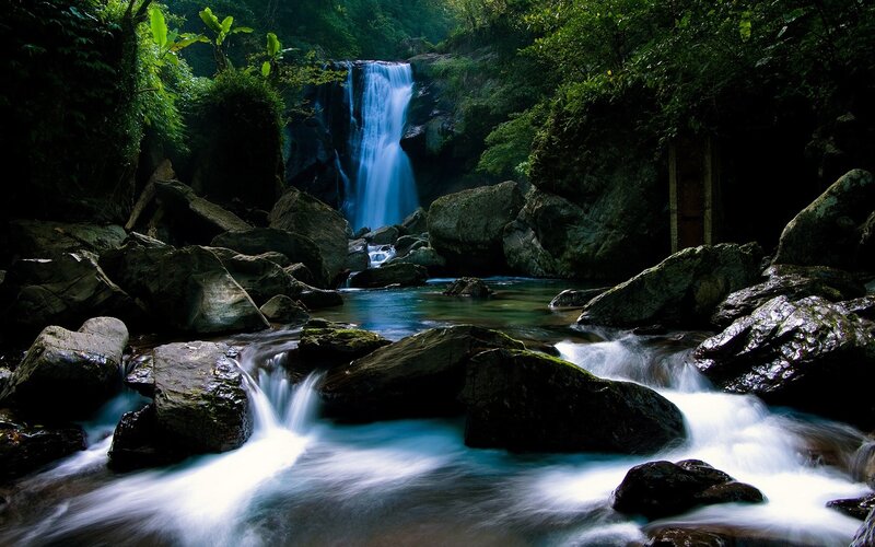 Waterfall in lush forest