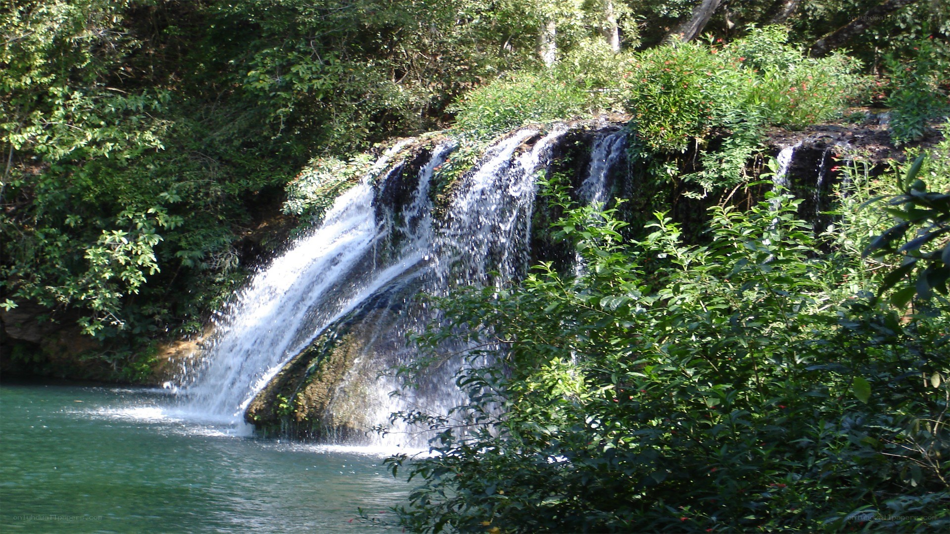 Waterfall in lush forest