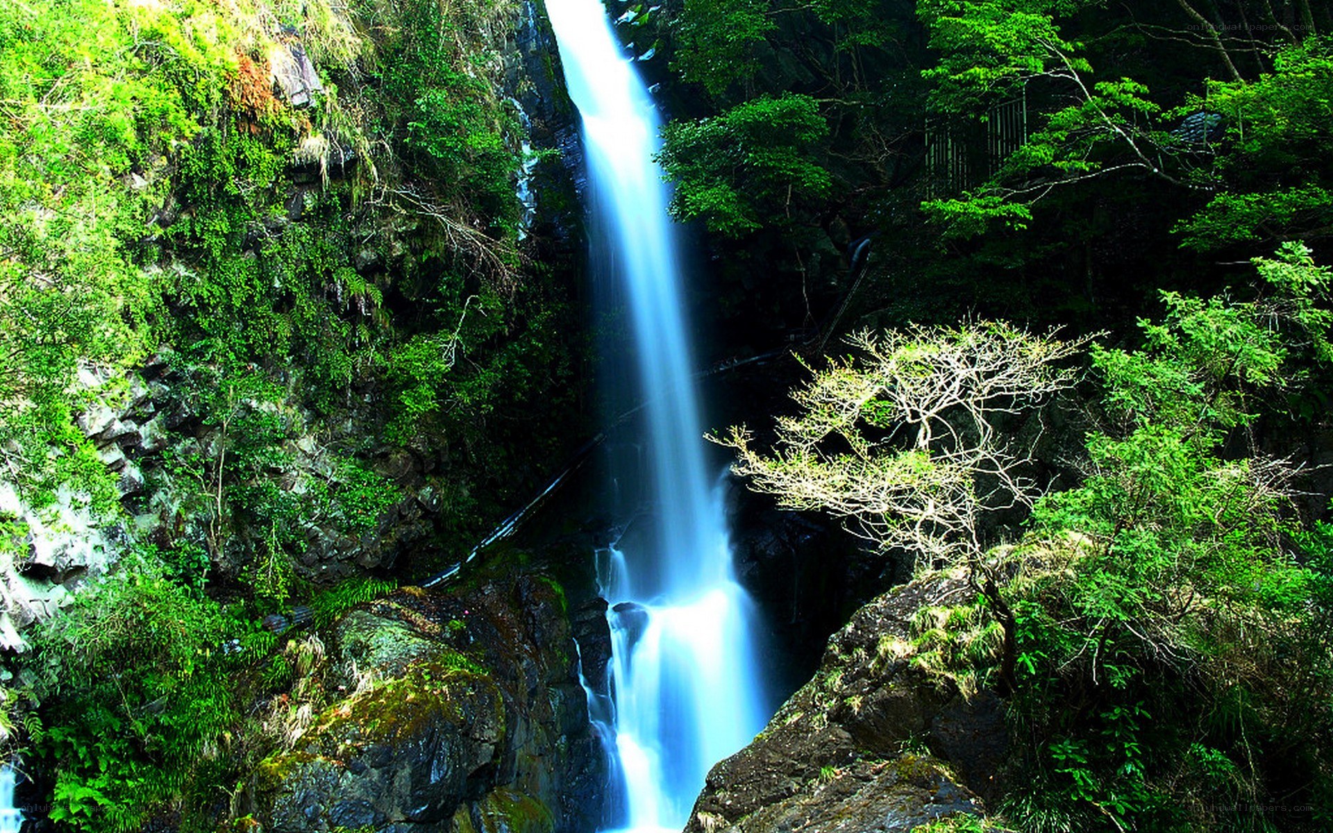 Waterfall in lush forest
