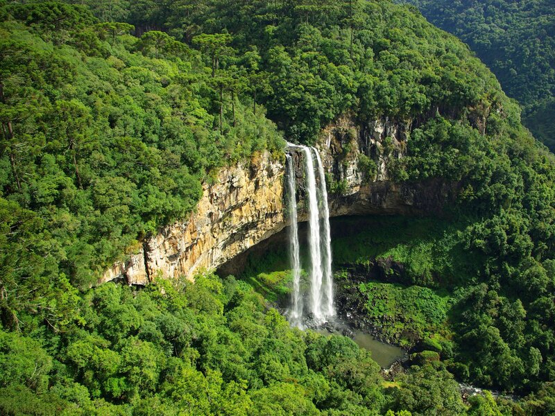Waterfall in lush forest