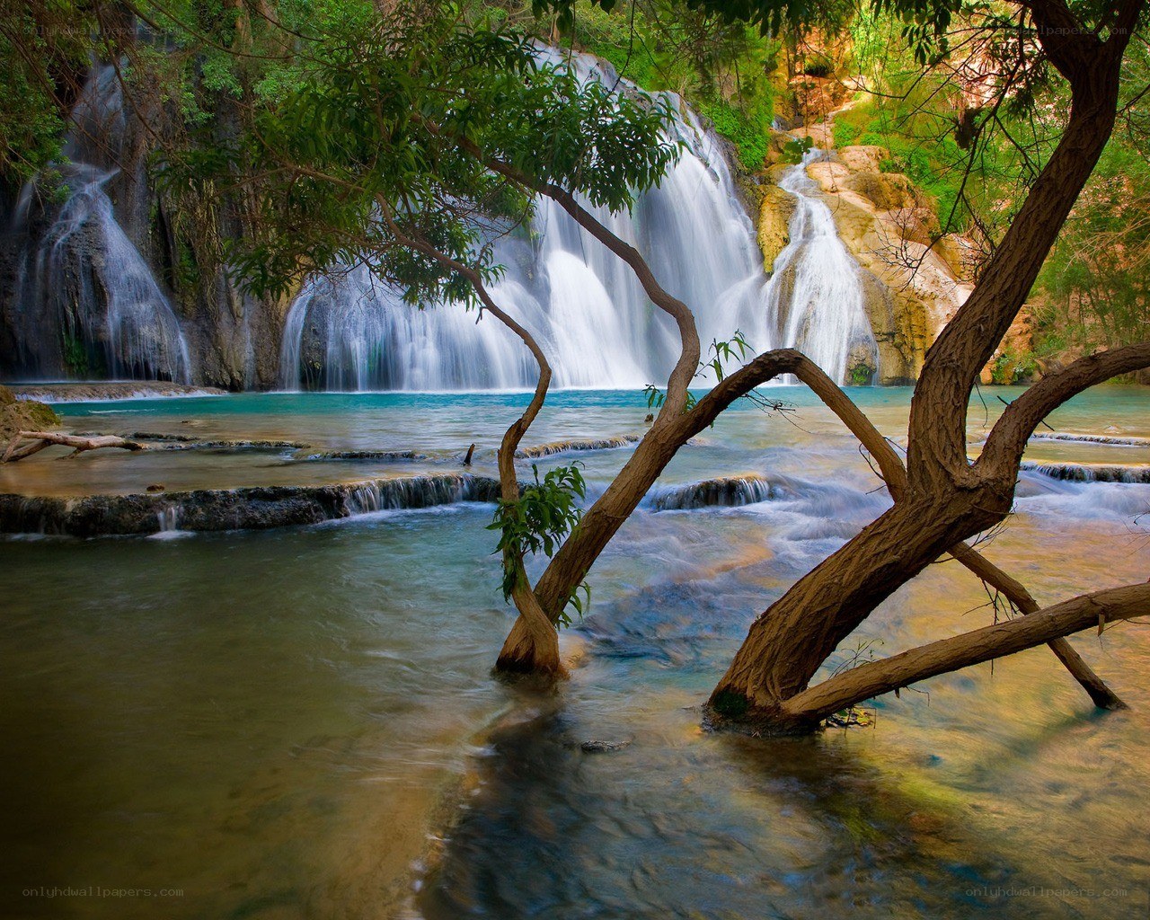 Waterfall in lush forest