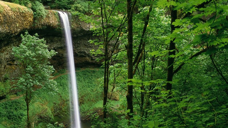 Waterfall in lush forest
