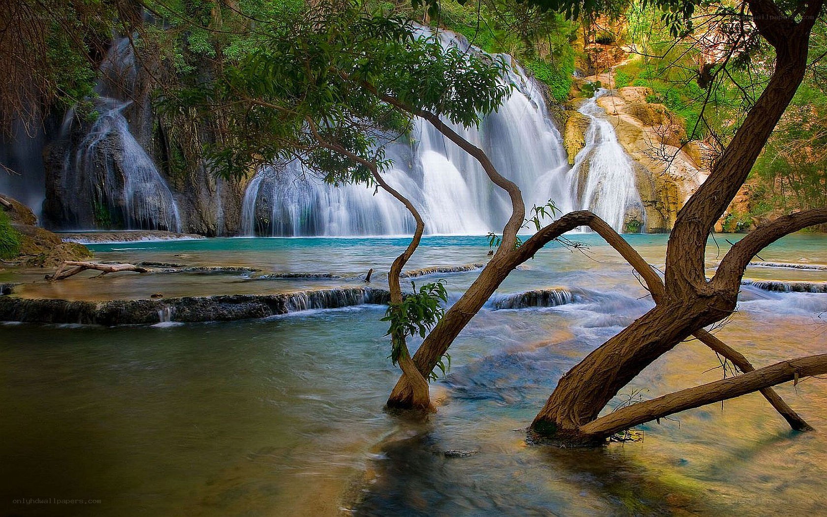 Waterfall in lush forest