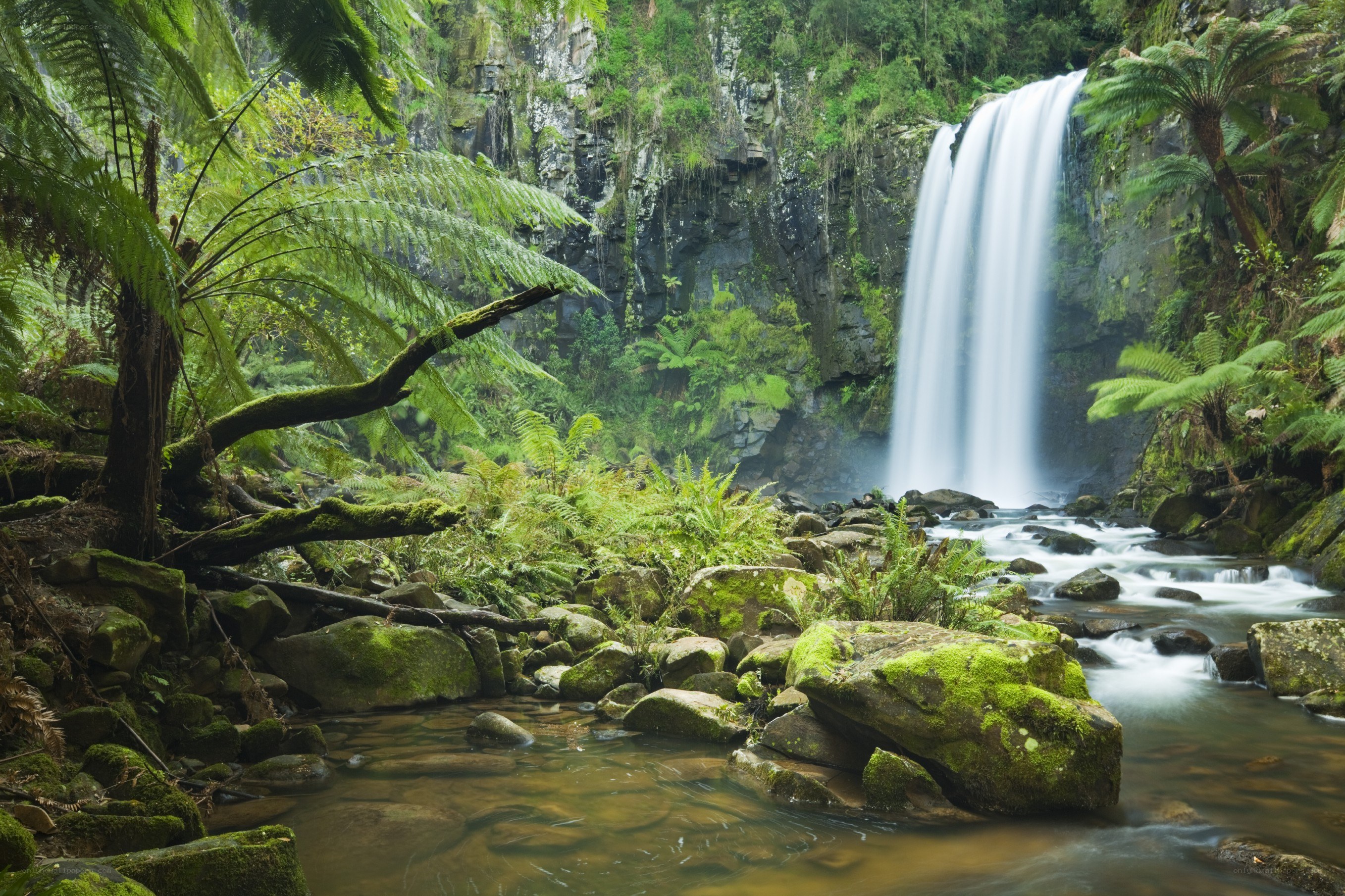 Waterfall in lush forest