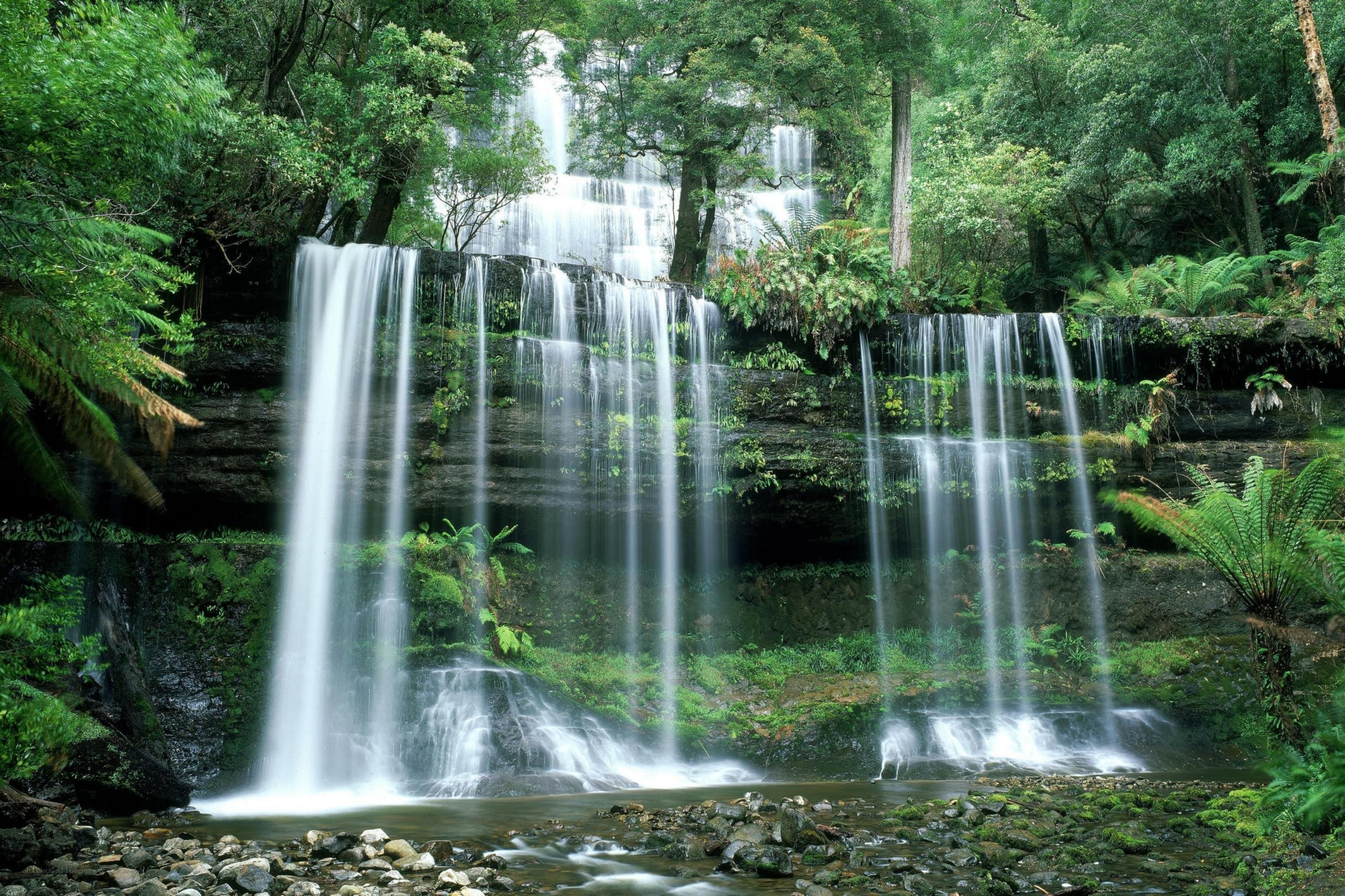 Waterfall in lush forest