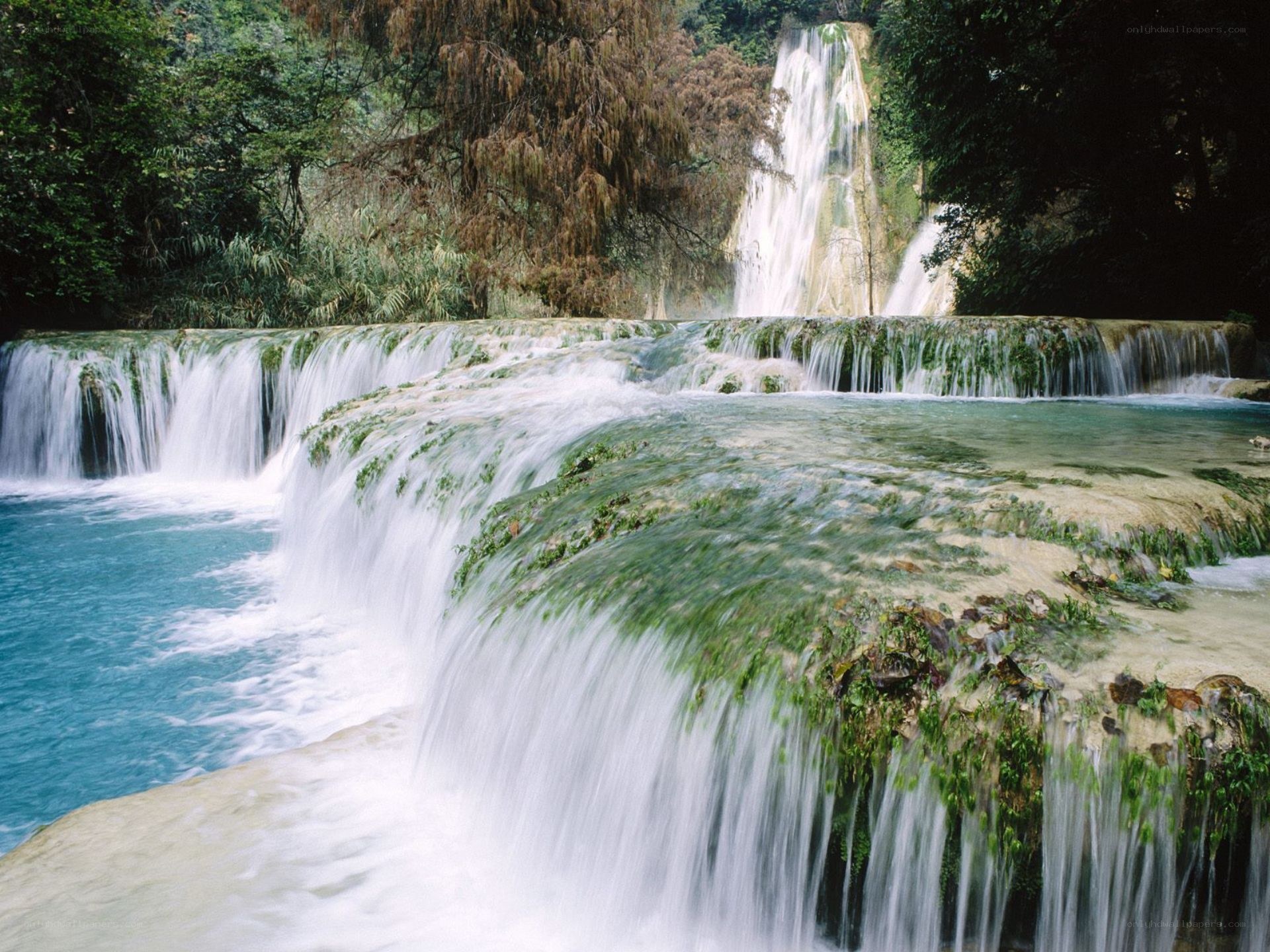 Waterfall in lush forest