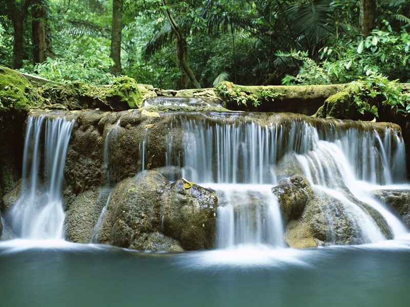 Waterfall in lush forest