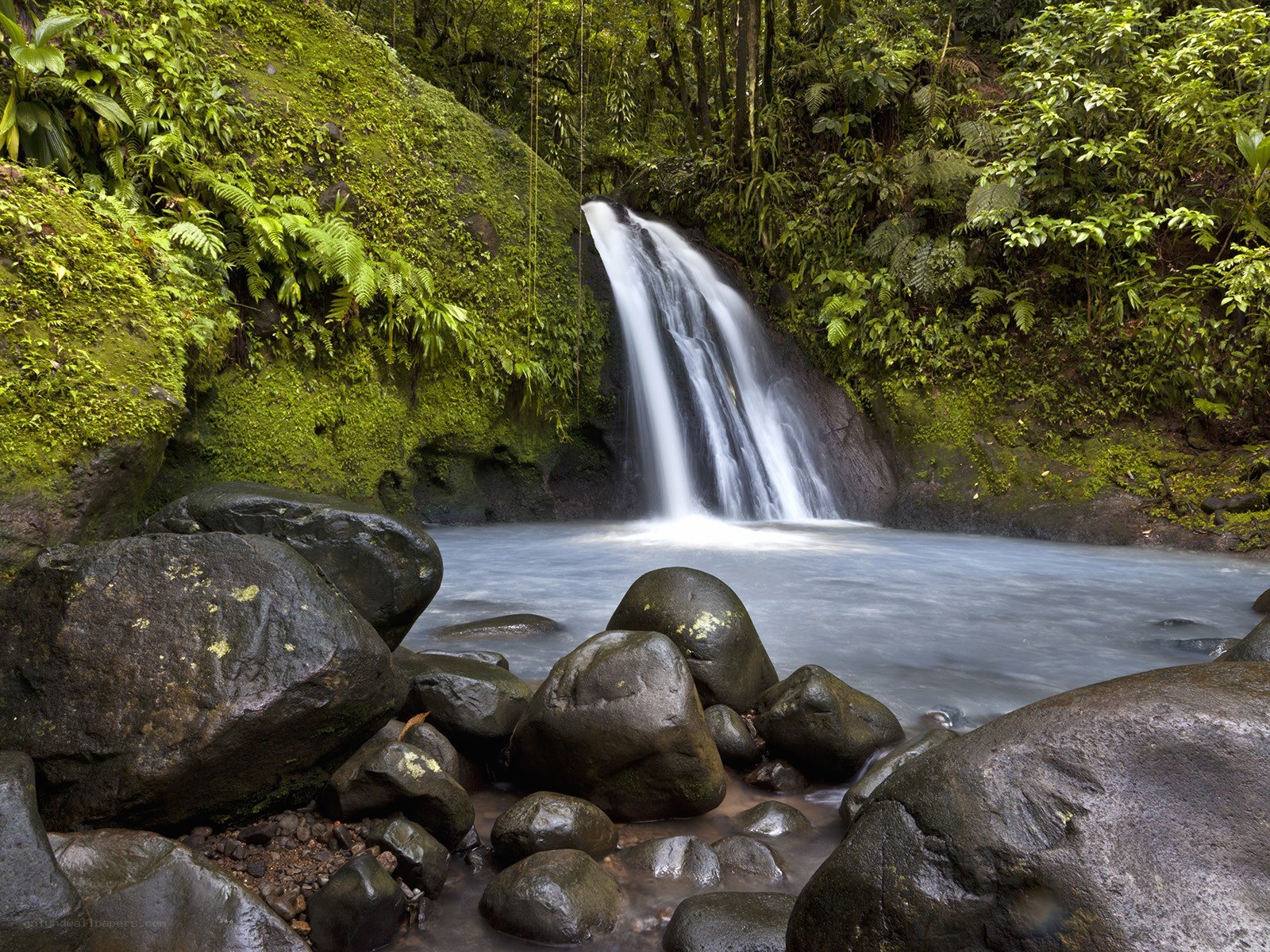 Waterfall in lush forest