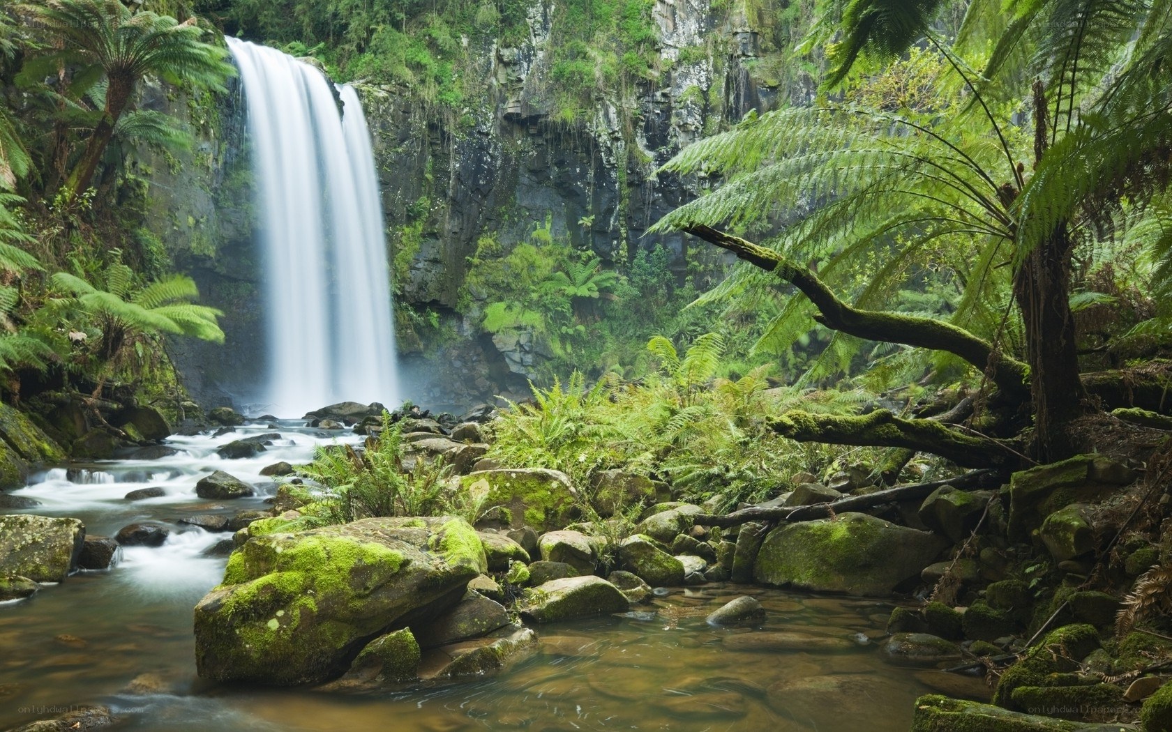 Waterfall in lush forest