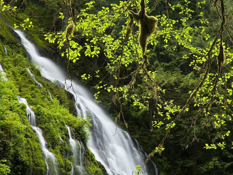 Waterfall in lush forest