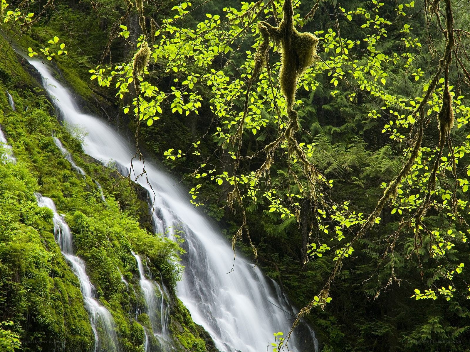 Waterfall in lush forest