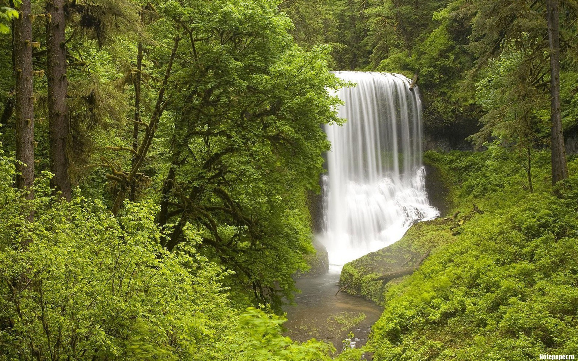 Waterfall in lush forest