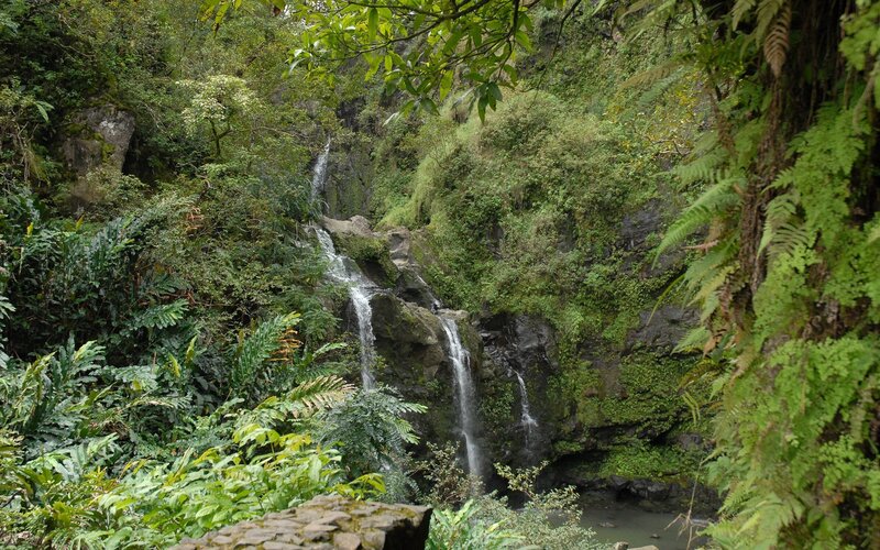 Waterfall in lush forest