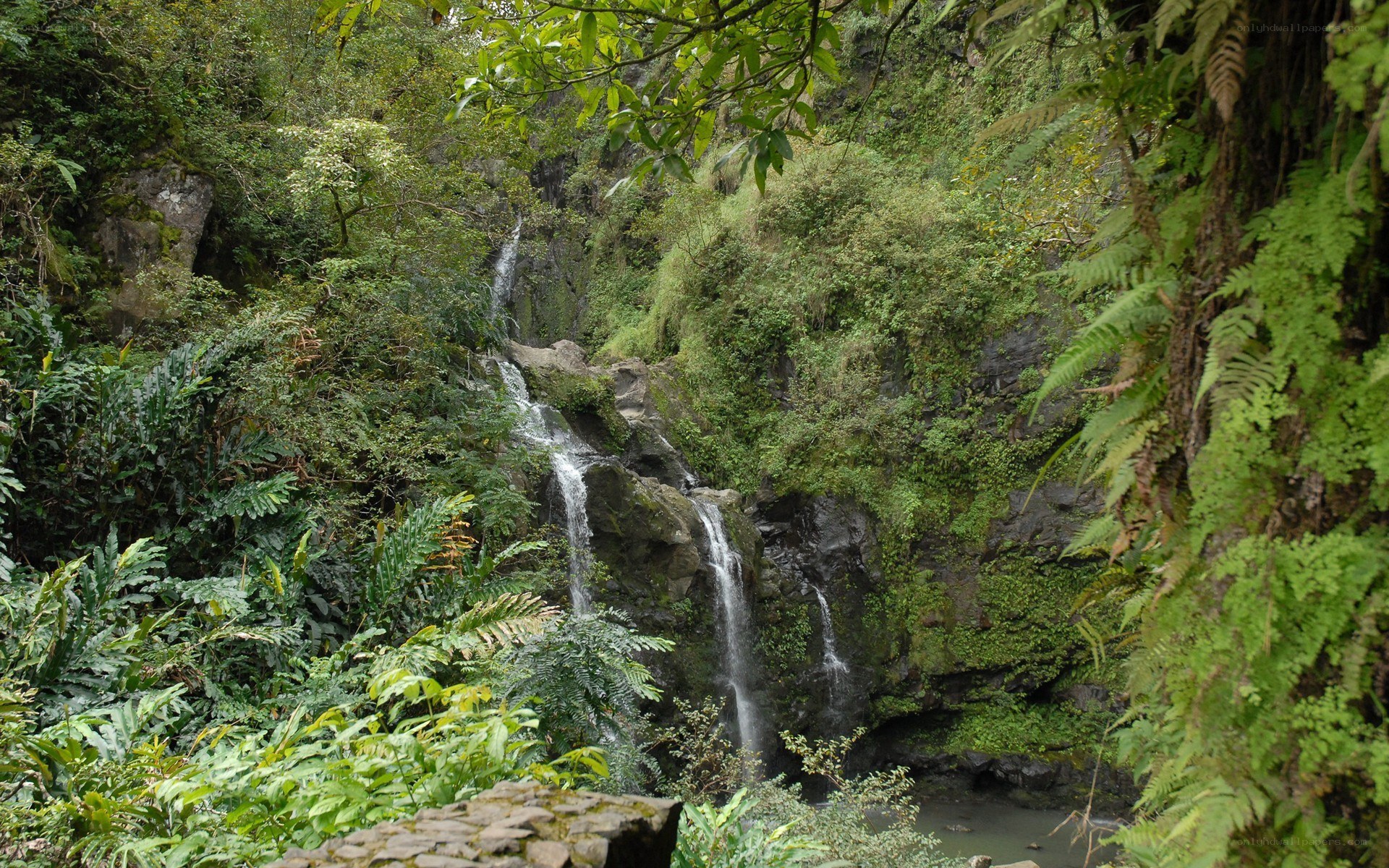 Waterfall in lush forest