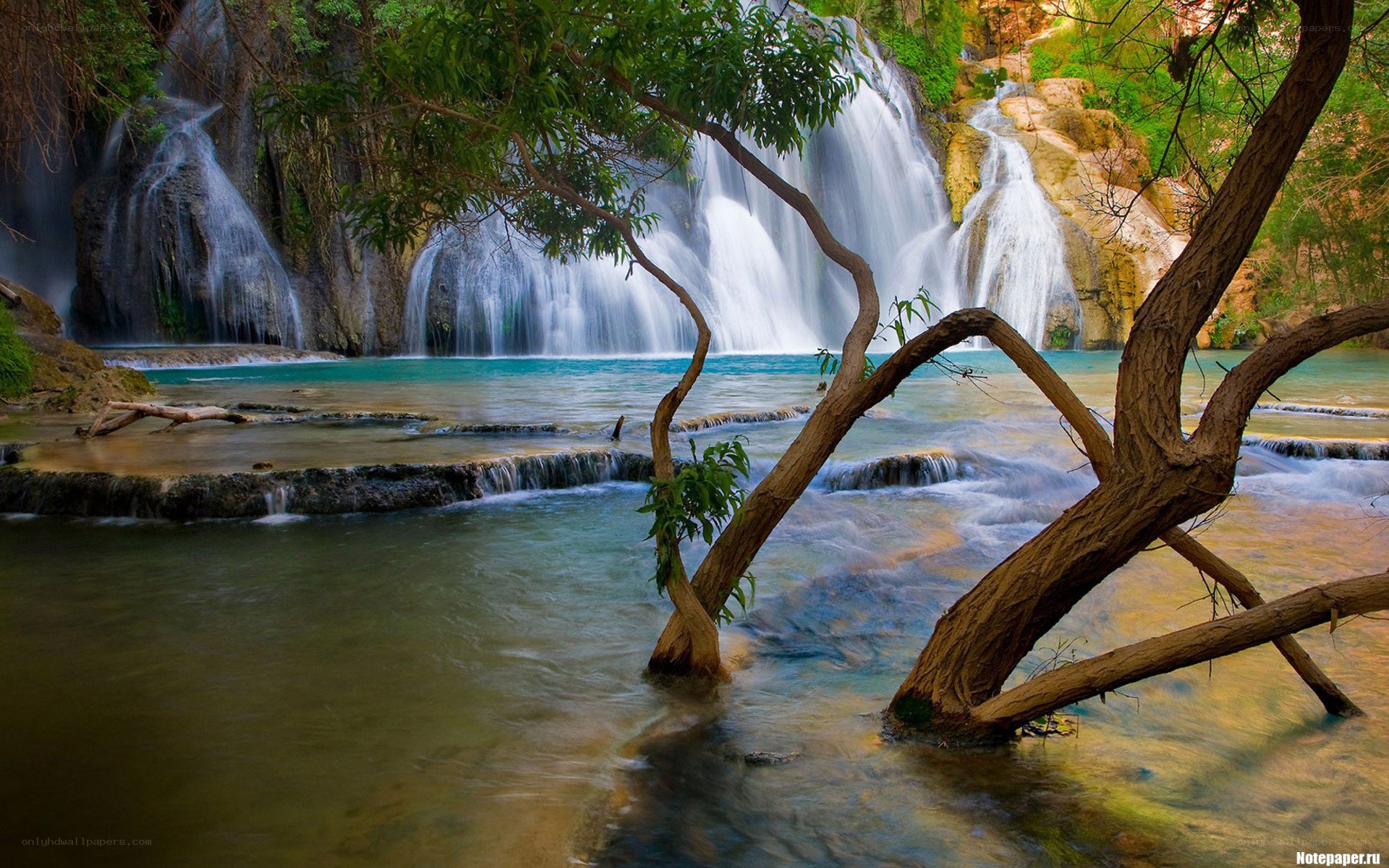 Waterfall in lush forest