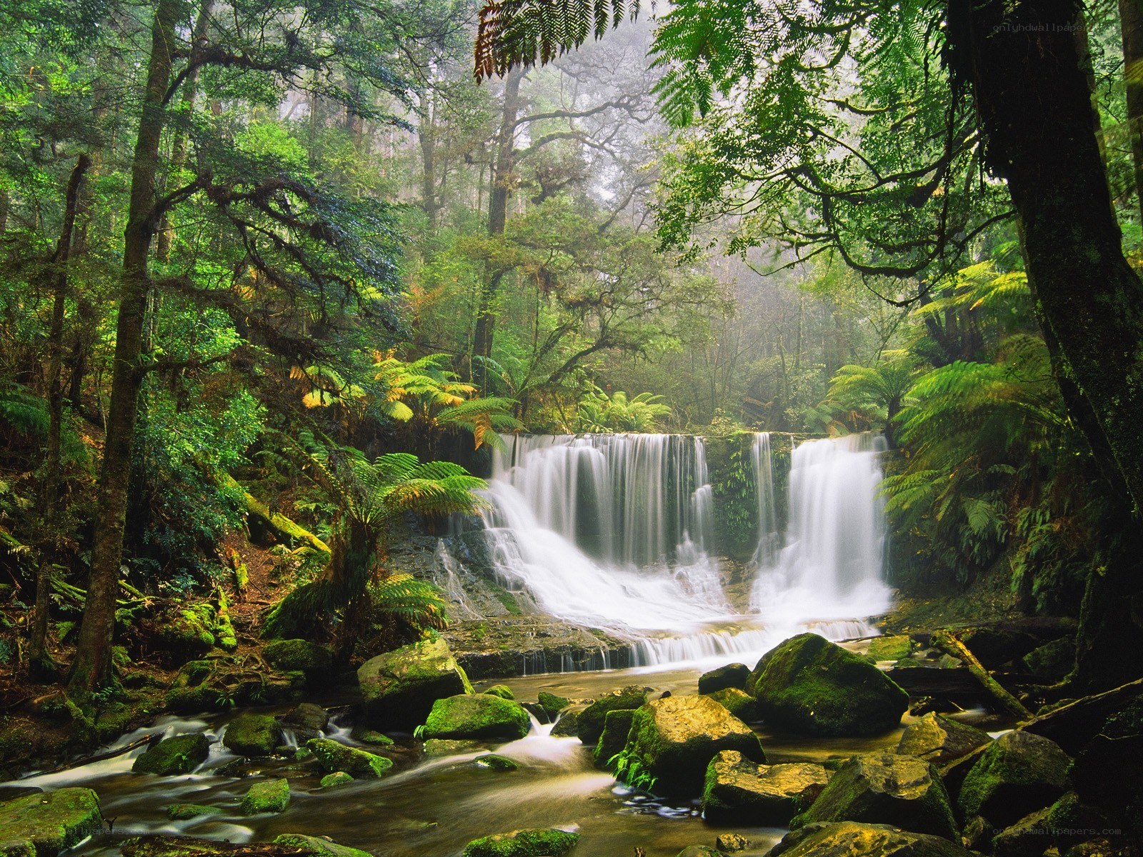Waterfall in lush forest