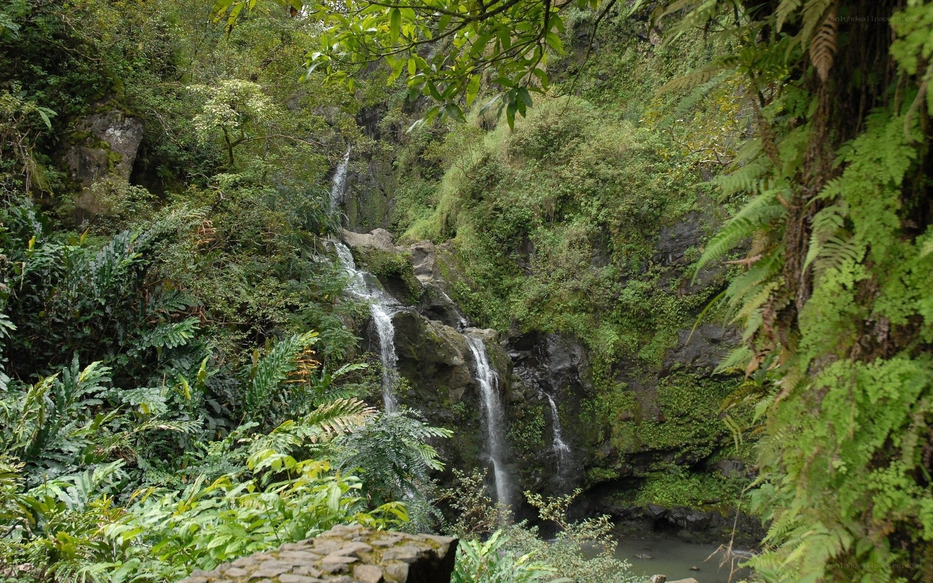 Waterfall in lush forest