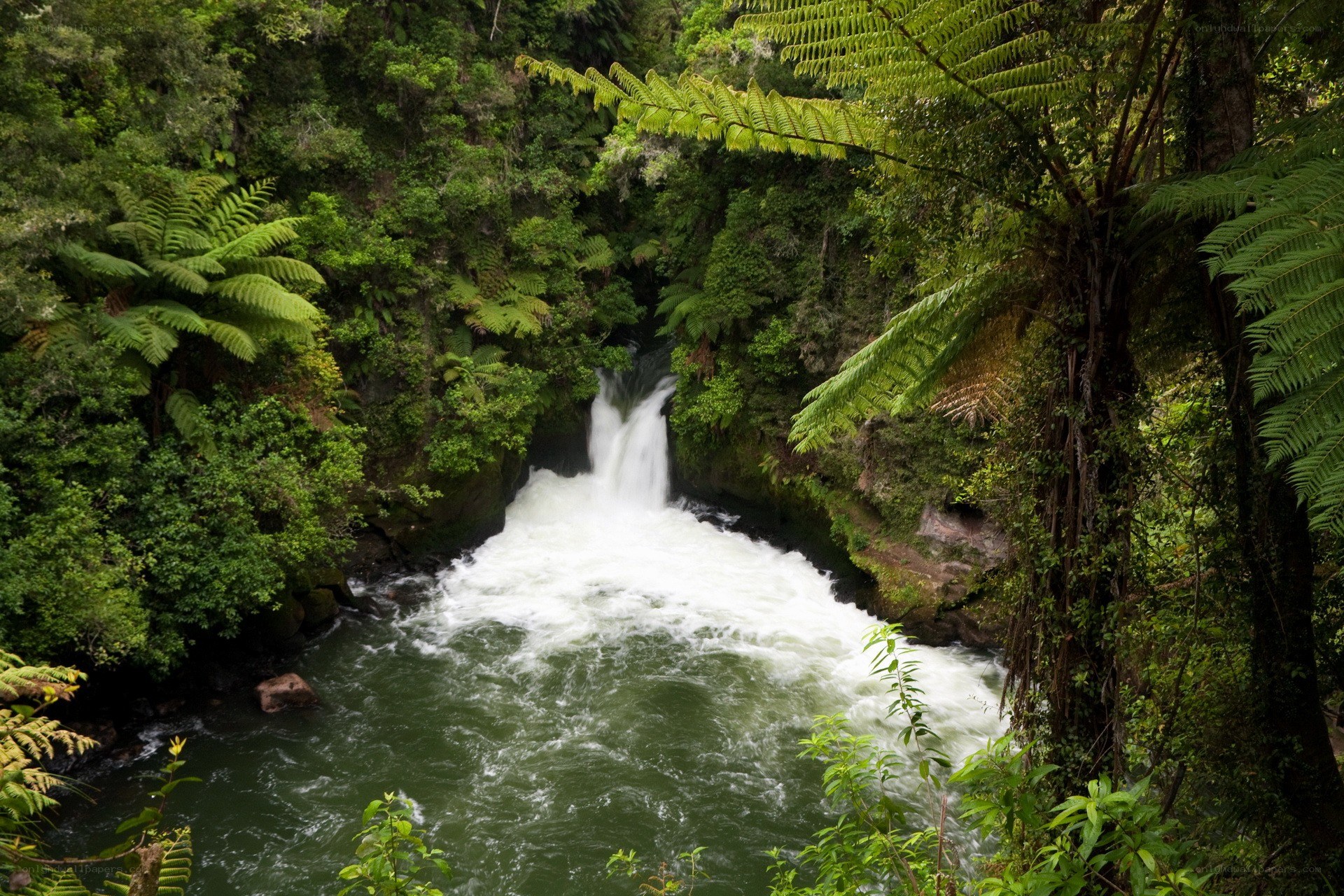 Waterfall in lush forest