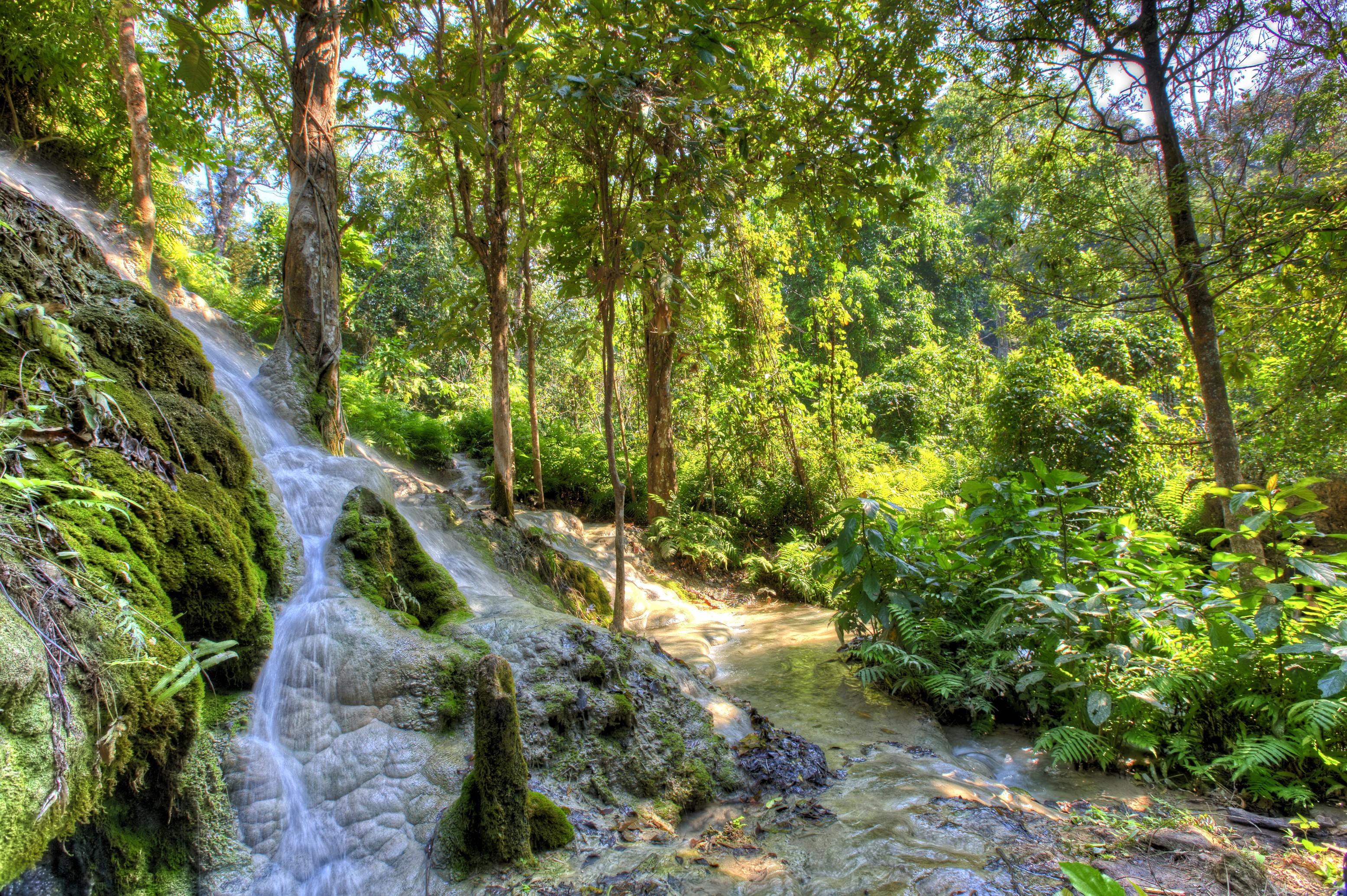 Waterfall in lush forest