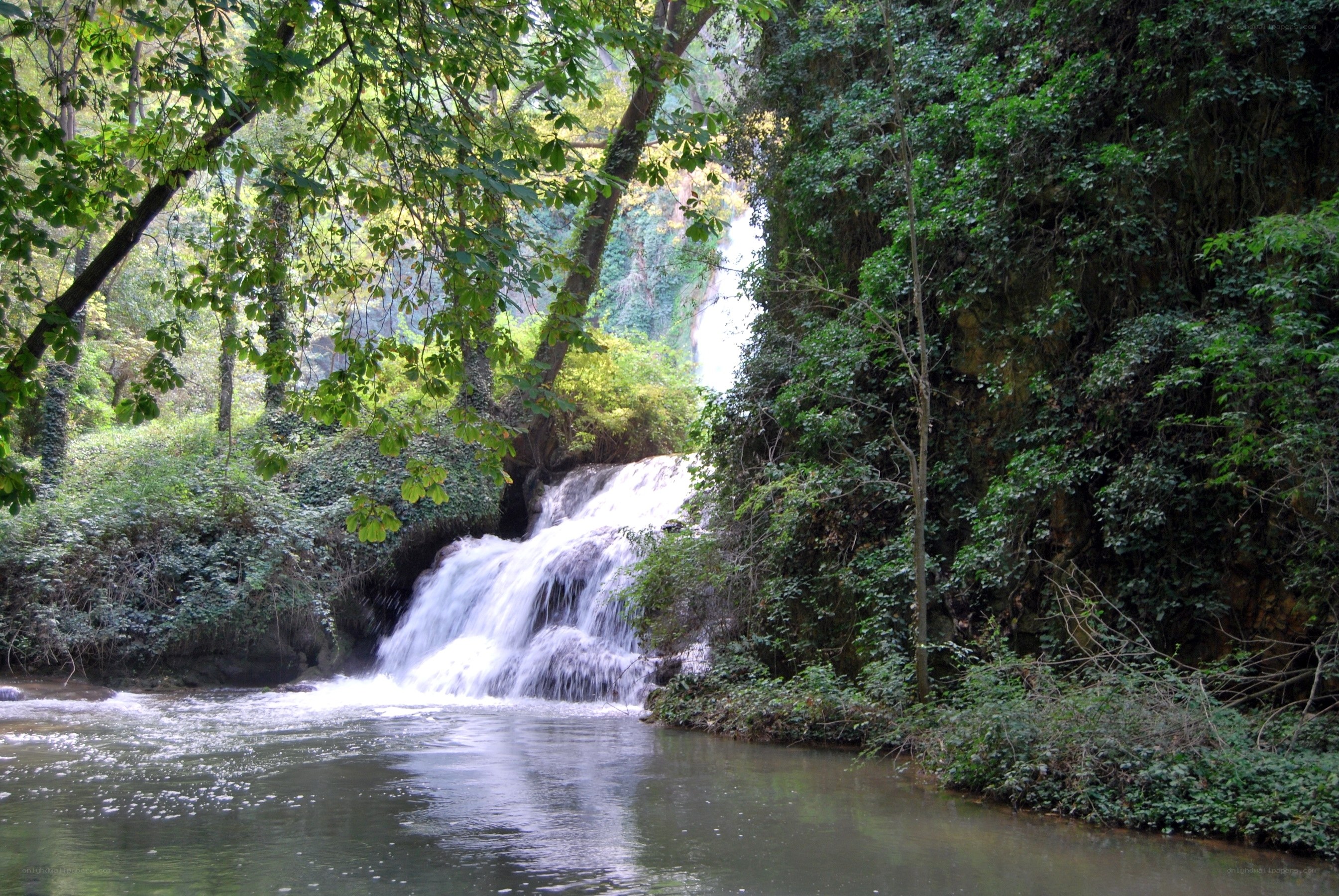 Waterfall in lush forest