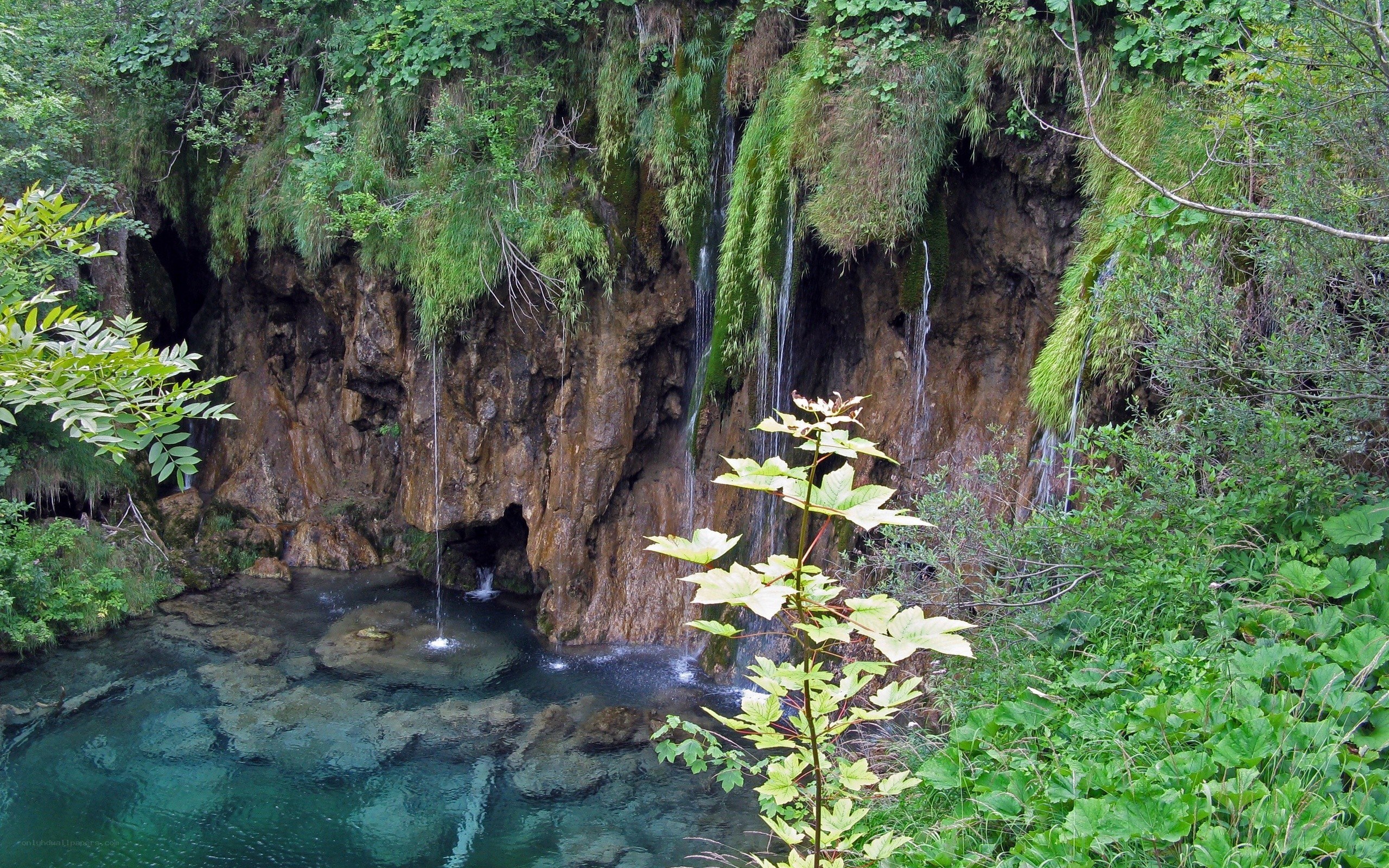 Waterfall in lush forest