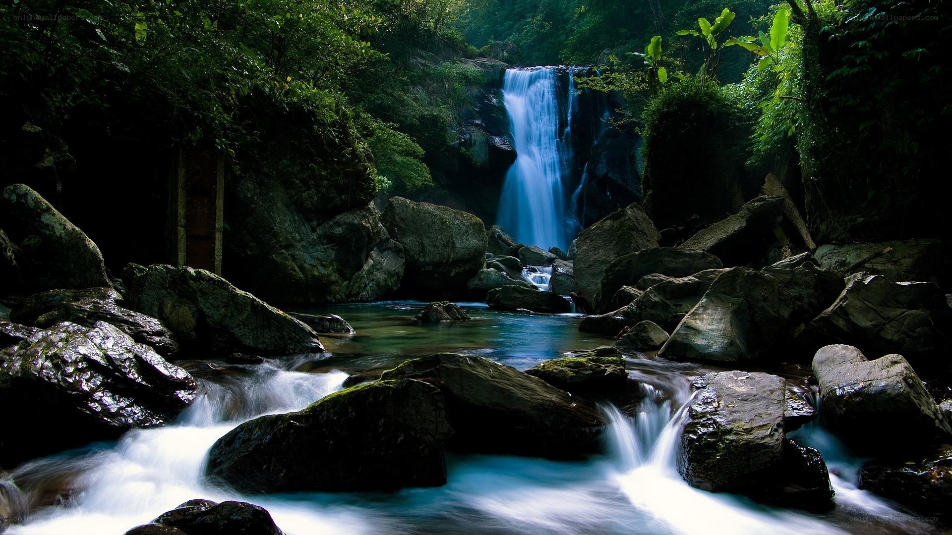 Waterfall in lush forest