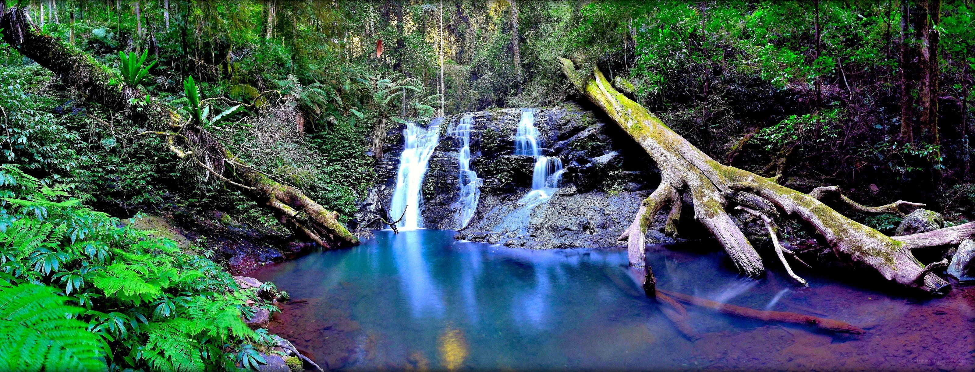 Waterfall in lush forest