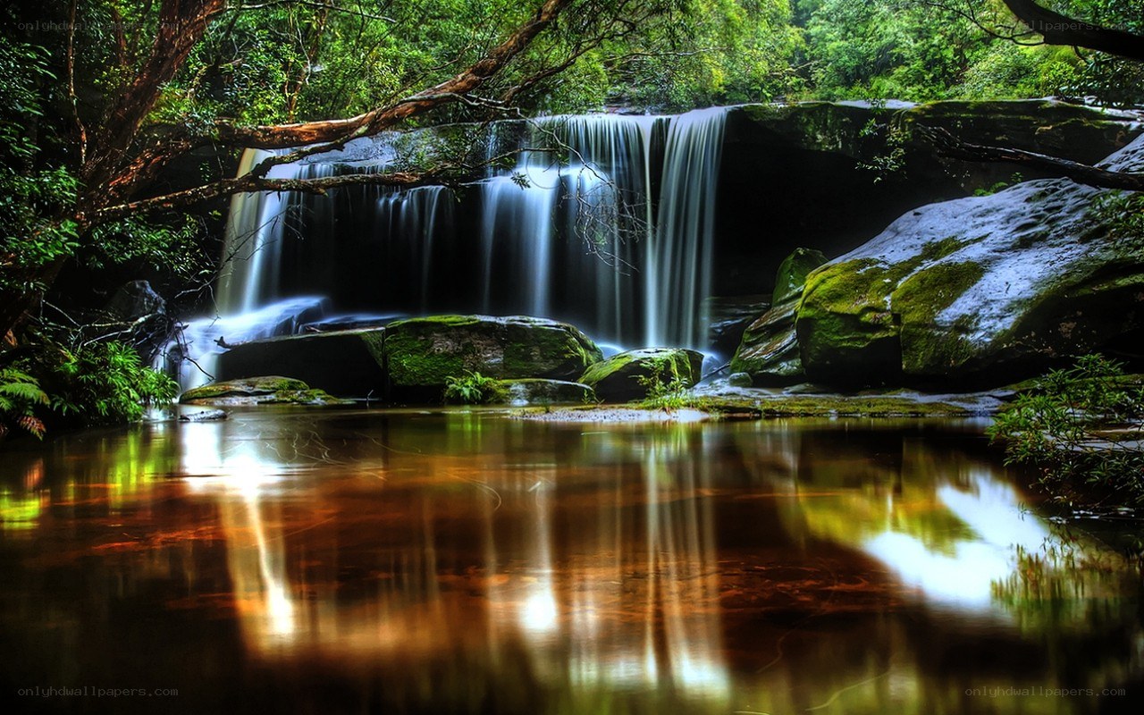Waterfall in lush forest