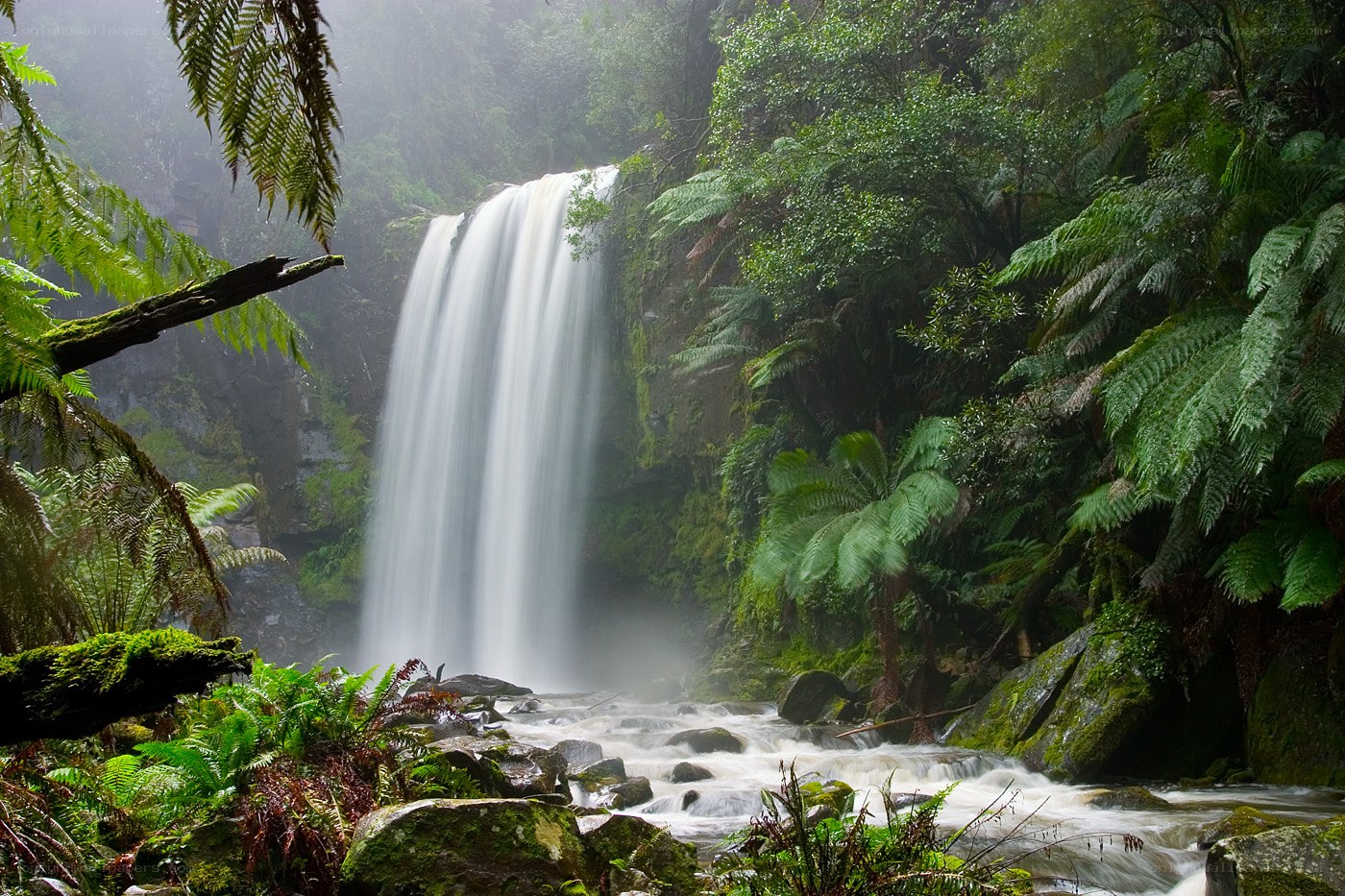 Waterfall in lush forest
