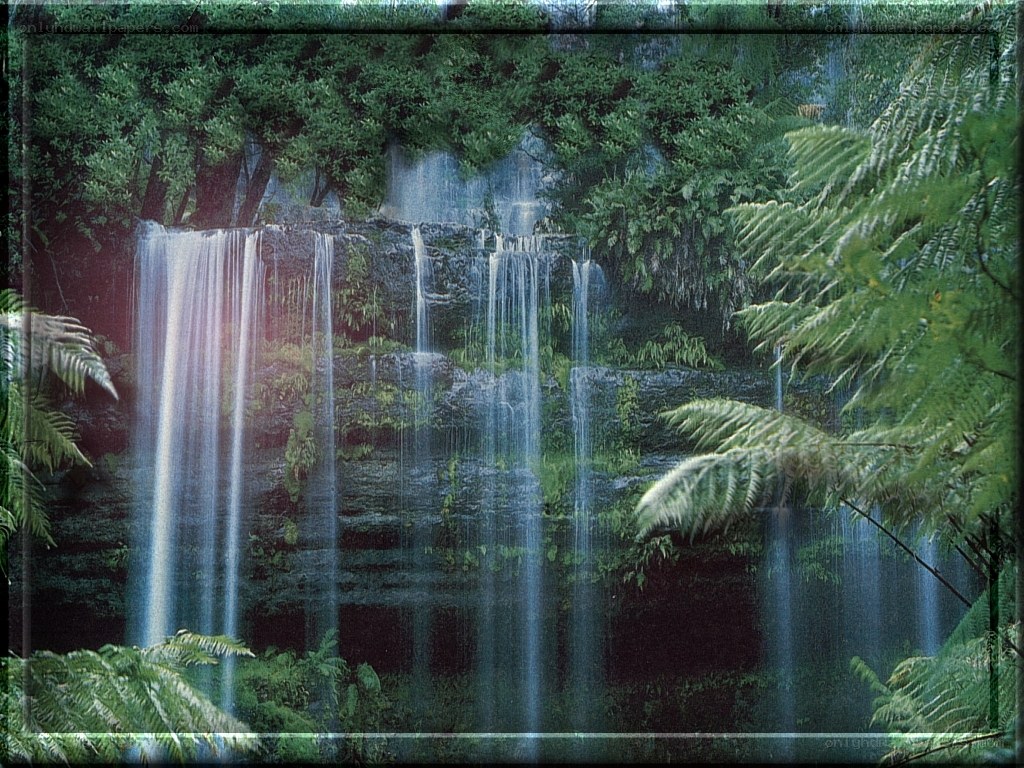 Waterfall in lush forest