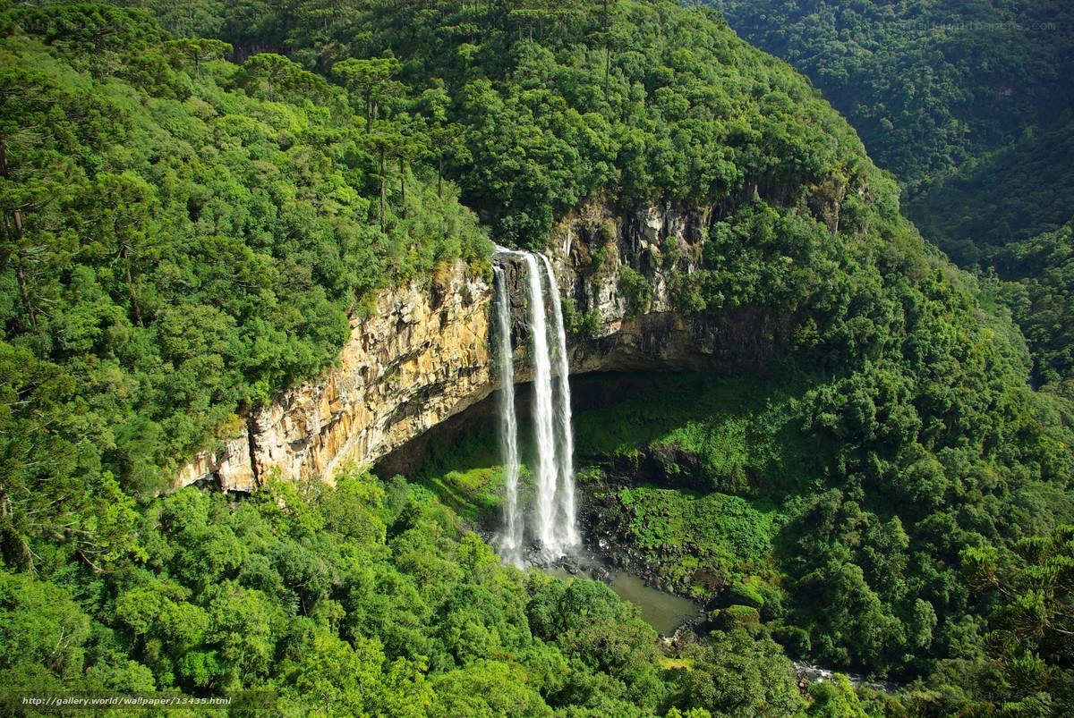 Waterfall in lush forest