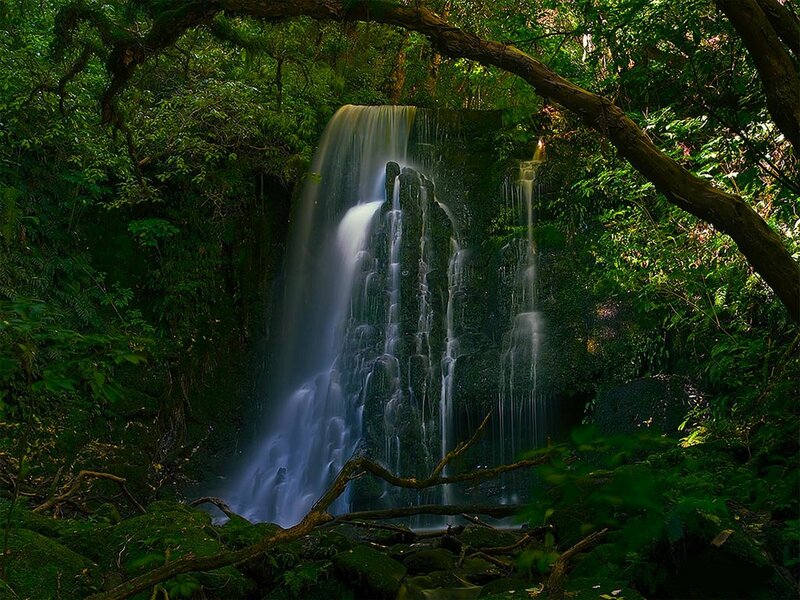 Waterfall in lush forest