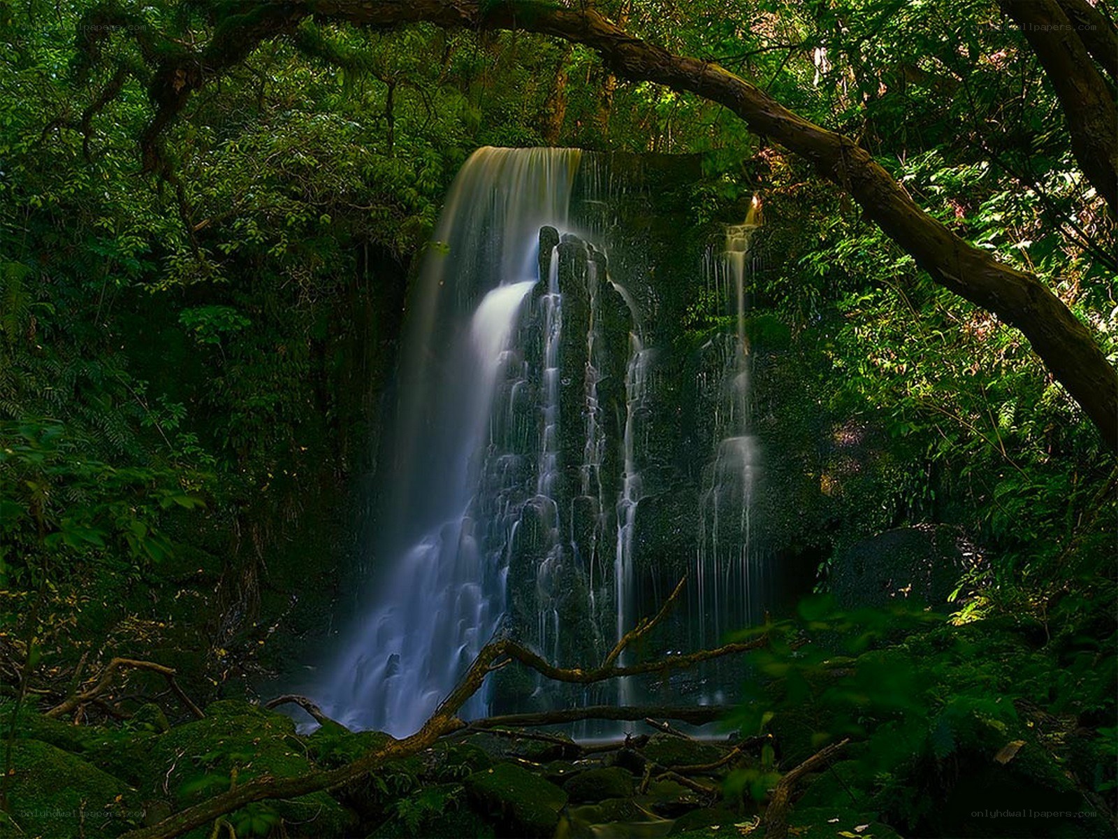 Waterfall in lush forest