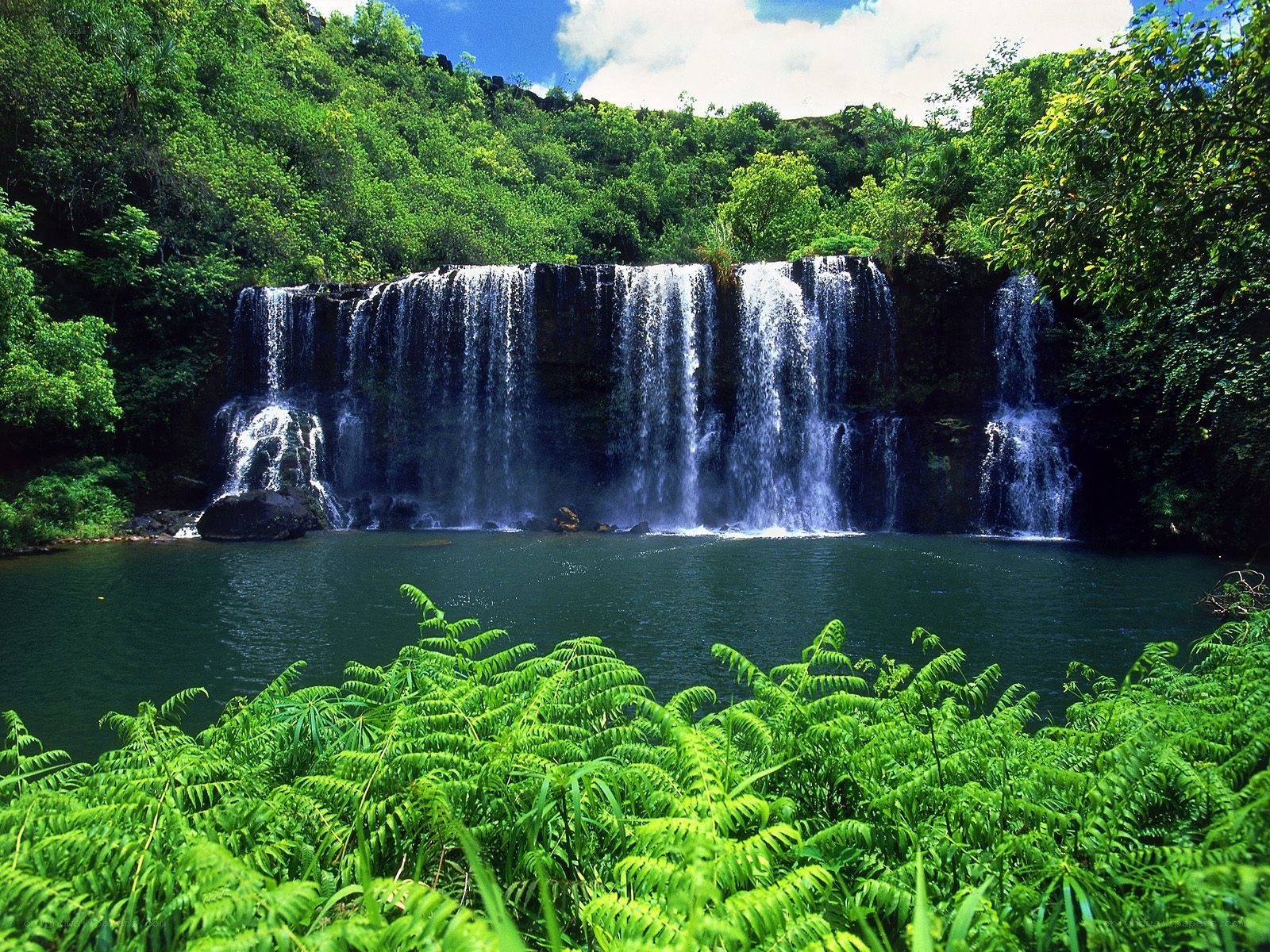 Waterfall in lush forest