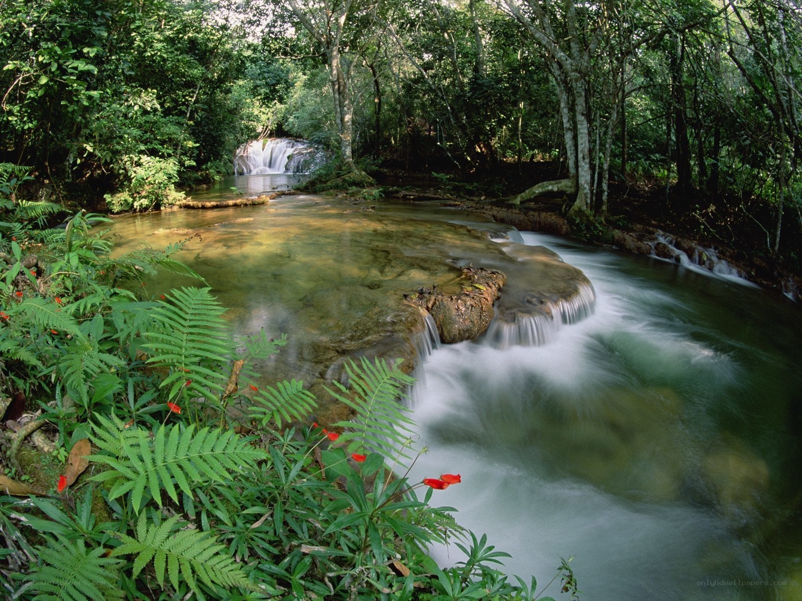 Waterfall in lush forest