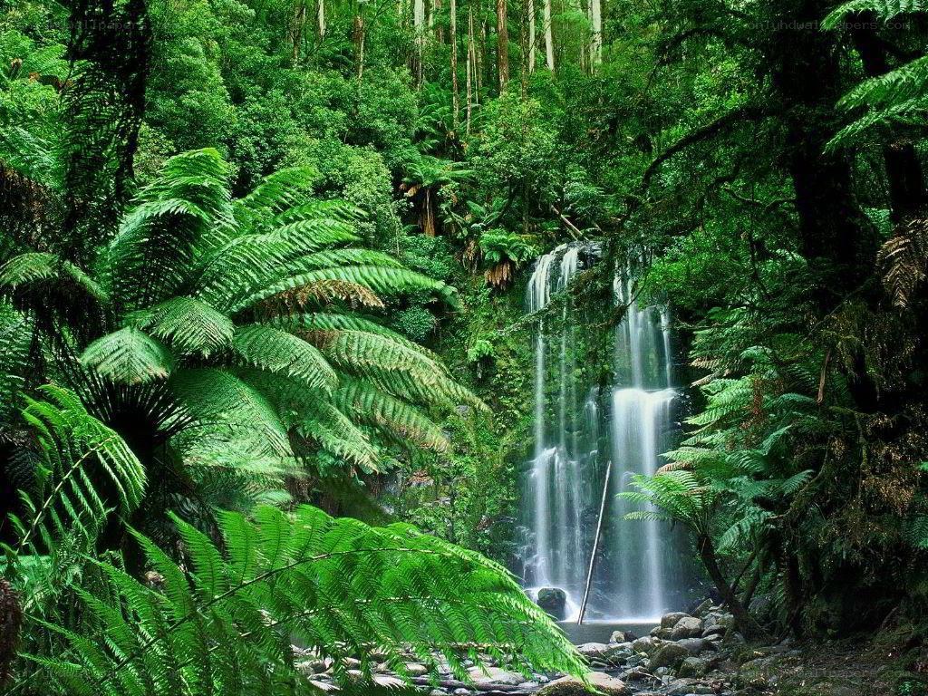 Waterfall in lush forest