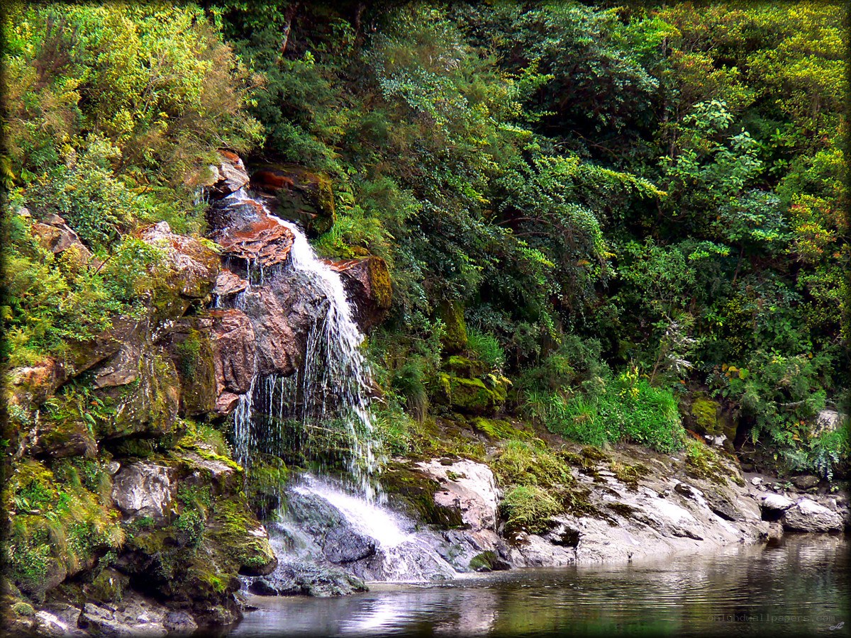 Waterfall in lush forest