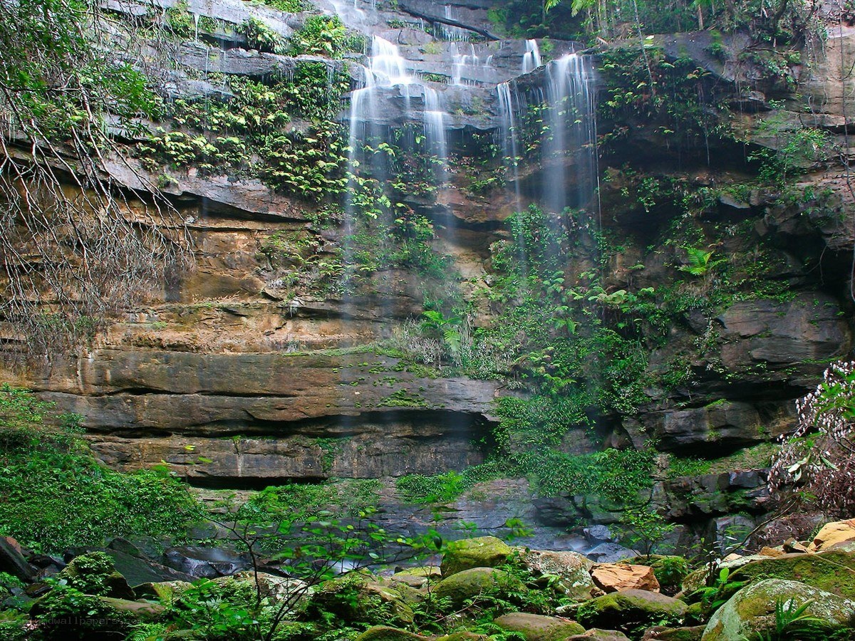 Waterfall in lush forest