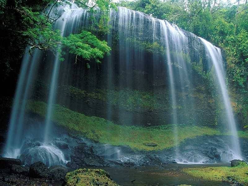Waterfall in lush forest