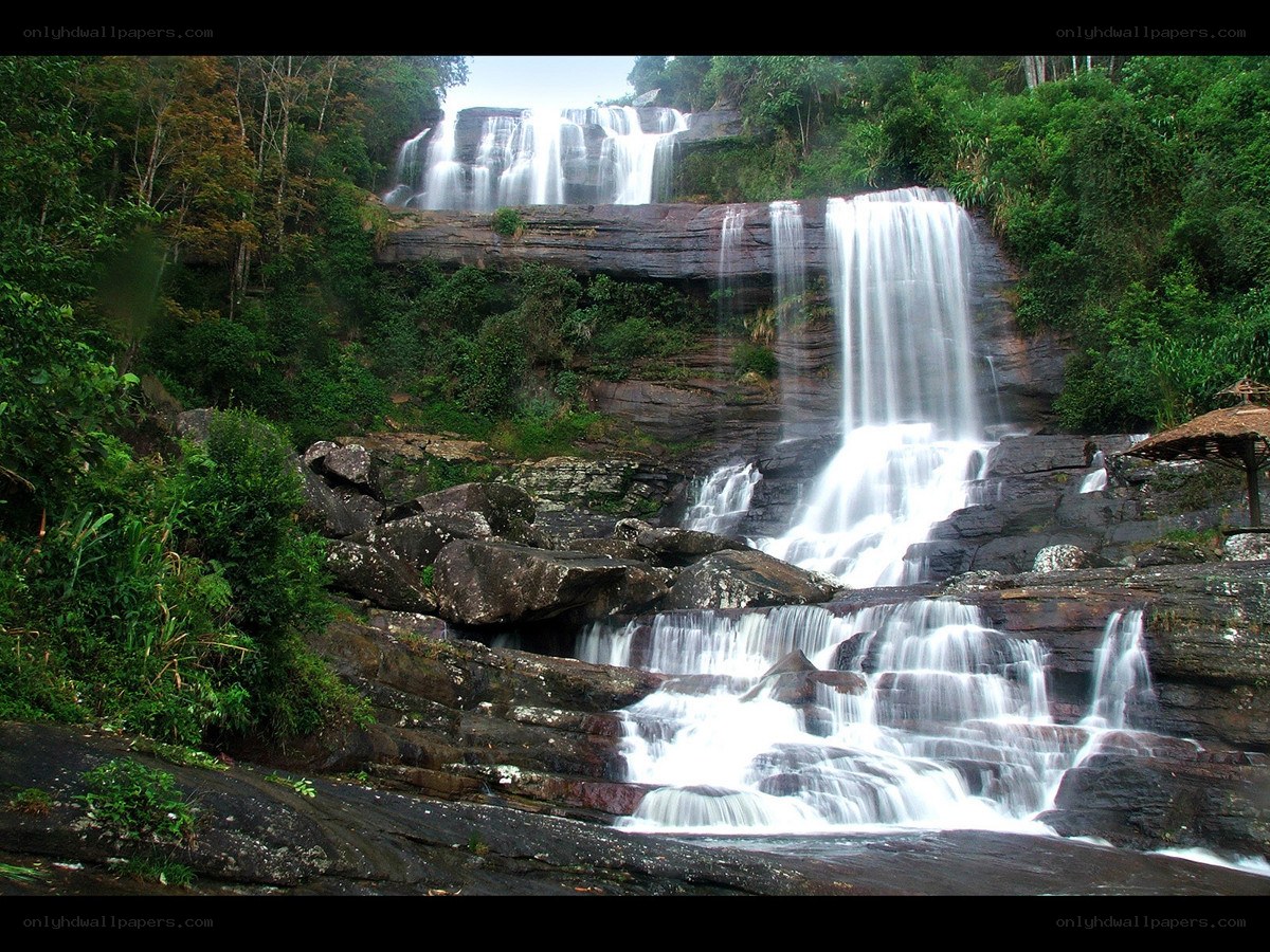 Waterfall in lush forest
