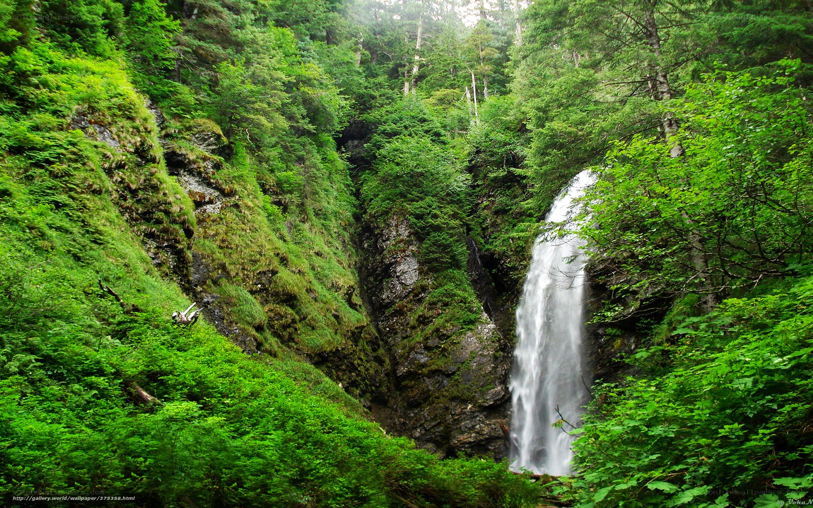 Waterfall in lush forest