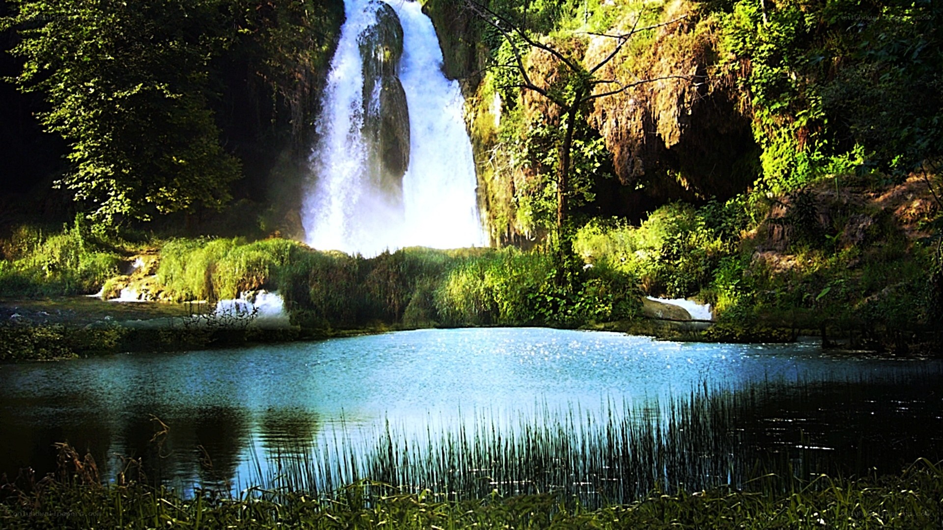 Waterfall in lush forest