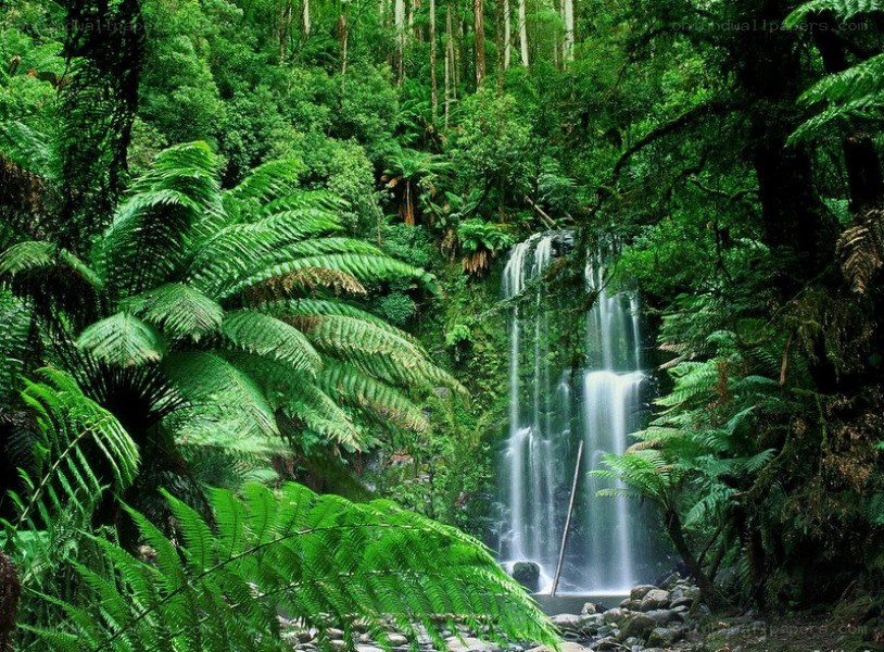 Waterfall in lush forest
