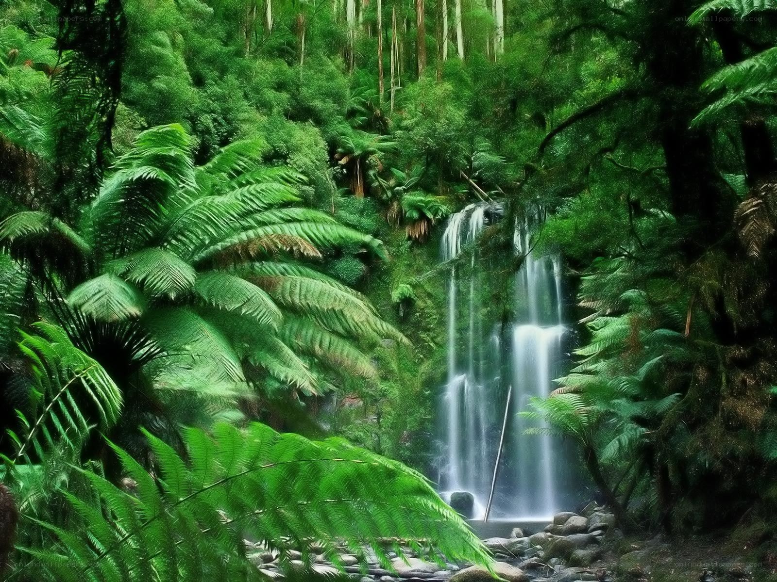 Waterfall in lush forest