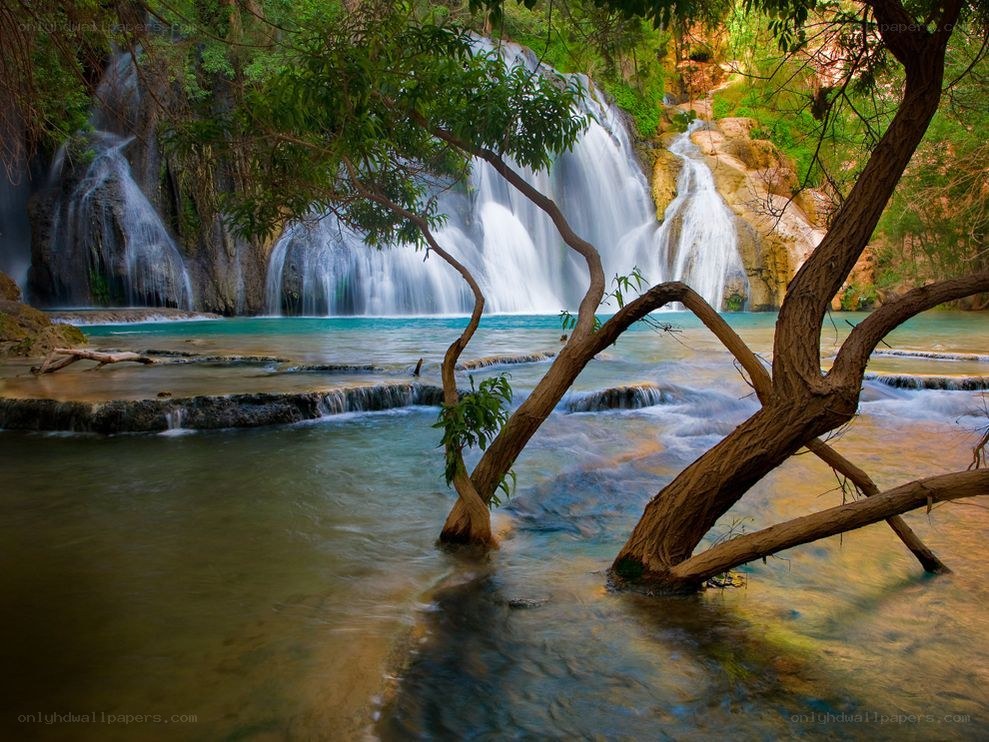 Waterfall in lush forest