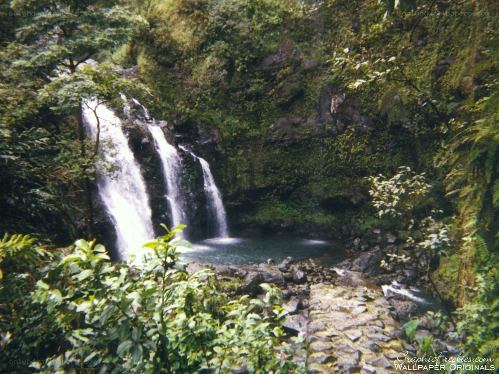 Waterfall in lush forest